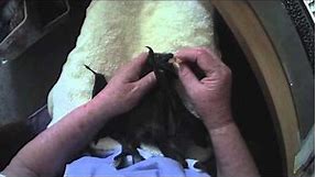 Grooming a baby bat with a toothbrush