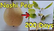 How to Grow Asian pear from seed