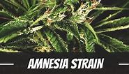 Amnesia Cannabis Strain Information & Review