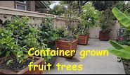Container grown fruit trees