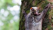 14 Cute Colugo (Flying Lemur) Facts - Fact Animal