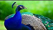 The Peacock Bird - Beautiful Peacock Opening its Feathers Display in Nature