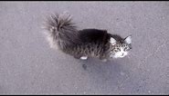 Fluffy cat with big fluffy tail