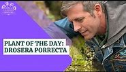 Plant of the Day: Drosera porrecta