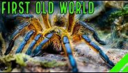 Top 10 BEST Beginner OLD WORLD Tarantulas for YOU!
