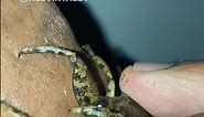 Giant Water Bug Bite Experiment!! #insects#bug#spider#tarantula#invertebrates#giantwaterbug#fyp