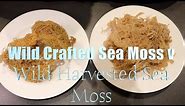 The Best Sea Moss Comparison Video: Wild Harvested Sea Moss V Wild Crafted Sea Moss