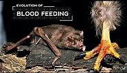 How Vampire Bats Evolved to Feed Only on Blood