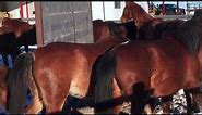 15 Caspian Horses rescued in Alberta, Canada