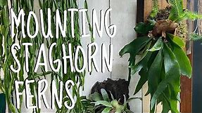 How to mount a Staghorn fern - tutorial / guide