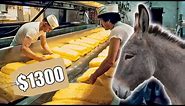 The World's Most Expensive & Rarest Cheese | Serbian Pule Donkey Cheese