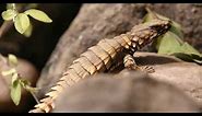 Armadillo Lizards in Their New Home - Cincinnati Zoo