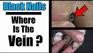How To Cut Black Dog Nails | Locating The Vein