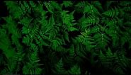 [Wallpaper Engine] Fern Plant - Nature - Natural - Green