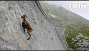 The incredible ibex defies gravity and climbs a dam | Forces of Nature with Brian Cox - BBC