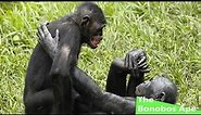 The Bonobos Ape (Nature Documentary)