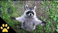 Raccoons Are Awesome: Compilation