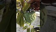 Custard-Apples On Our Terrace (January, 2022): Fruits Of Hand-Pollination Technique