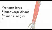 Muscles of the Anterior Forearm - Animated Anatomy