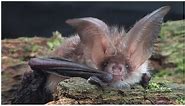 Brown long-eared Bat - The British Mammal Guide