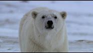 Huge Polar Bear Preys on Camera Crew | BBC Earth