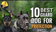 Top 10 Best Guard Dog Breeds for Home Protection (Part1)