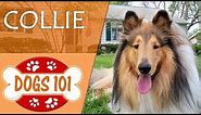 Dogs 101 - COLLIE - Top Dog Facts About the COLLIE