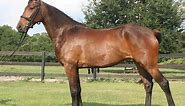 American Warmblood Horse Breed Information, History, Videos, Pictures