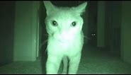 6 Creepy Videos of Cats Seeing Ghosts Recorded on Video -2017