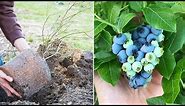 How to Grow Blueberries, Complete Growing Guide