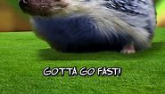 Sonic Gotta Go Fast - Animation Meme