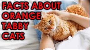 10 Facts About Orange Tabby Cats