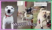 Happy Guy Hap hap Happy Dog Song