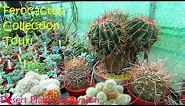 My Ferocactus Collection Tour | Cactus Collection Tour | Barrel Cactus