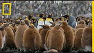 Go Inside an Antarctic 'City' of 400,000 King Penguins — Ep. 4 | Wildlife: Resurrection Island