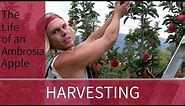 Harvest Time for Ambrosia Apples