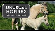 Unusual Horses: Norwegian Fjord