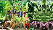 How to grow and grow bananas in a proper curve@