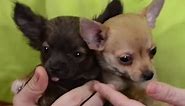 PERROS - Cómo son los perros de la raza Chihuahua. Origen y características