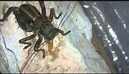 Acanthoplus longipes (Armoured bush cricket) feeding