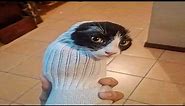 Funny Cat In Socks Meme Drawing