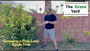 Apple Abundance!!! Growing a Pink Lady Apple Tree in Phoenix, AZ