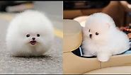 Cutest Teacup Pomeranian Puppies Compilation 5