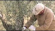 Olive tree pruning 101