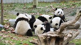 Pandas celebrating Chinese New Year’s Eve together