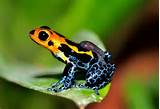 Pictures of Tropical Rainforest Frogs