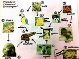 Photos of The Food Chain Of The Rainforest