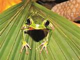 Photos of Tropical Rainforest Common Animals