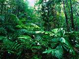 Images of Grass In The Rainforest