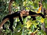 Monkey Adaptations In The Tropical Rainforest Images